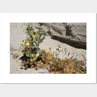 Closeup of Small Desert Wildflowers Posters and Art